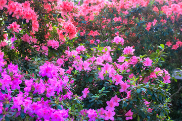 Pink red azalea flowers in full bloom with green leaves on the bush. A beautiful tropical garden in...