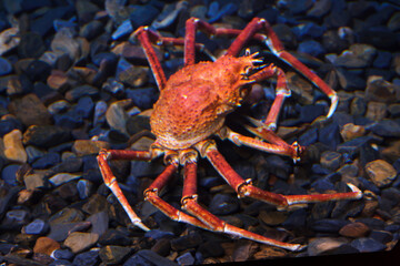 Japanese spider crab (Macrocheira kaempferi)