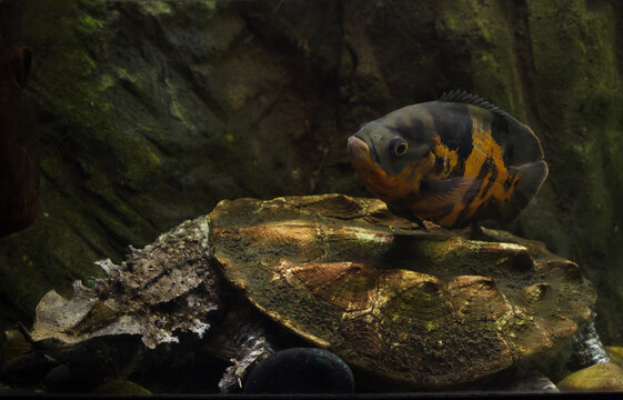Oscar fish (Astronotus ocellatus) and mata mata (Chelus fimbriata).