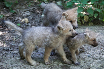Arctic wolf (Canis lupus arctos)