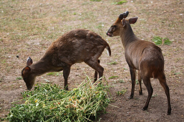 Naklejka na ściany i meble Chinese muntjac (Muntiacus reevesi), also known as the Reeves's muntjac.