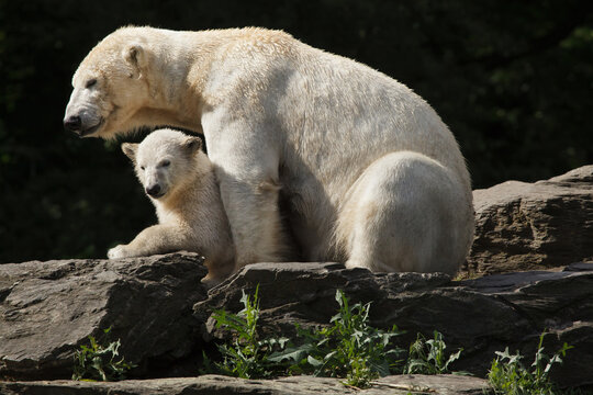 Polar bear (Ursus maritimus) with its cub