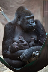 Western lowland gorilla (Gorilla gorilla gorilla) with its two-week-old baby.