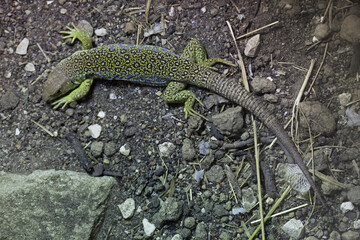 Ocellated lizard (Timon lepidus).