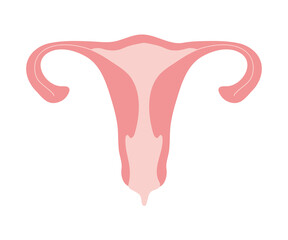 pink uterus isolated