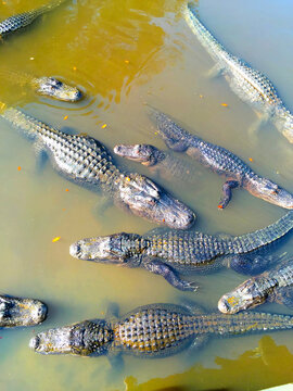 Alligators in Florida