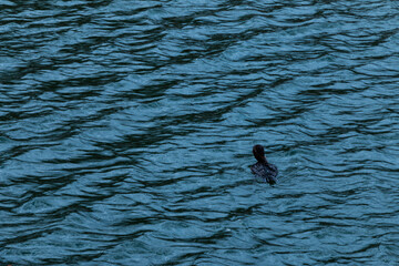Naklejka premium Duck on Water with Small Waves