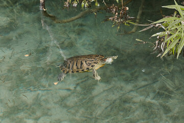 Obraz premium Freshwater turtles in Kournas lake Crete island