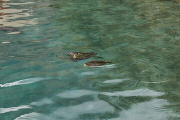 Freshwater turtles in Kournas lake Crete island
