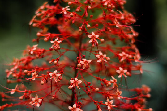 รูปภาพClerodendron – เลือกดูภาพถ่ายสต็อก เวกเตอร์ และวิดีโอ1,745 ...