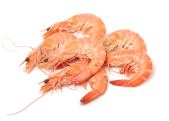 shrimps on a white background