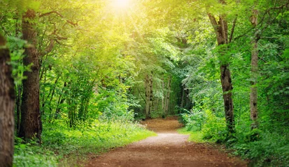 Room darkening curtains Road in forest Mysterious pathway in the deciduous park area in summer.