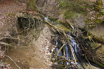 Bachlauf der Wiesaz legt Wurzelwerk einer Buche frei durch Erosion