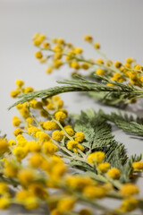 small dry yellow mimosa flowers on a blank gray background. Space for text and labels