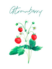 Watercolor botanic illustration with strawberry sprig on white background. Hand drawn food collection with berries. Perfect for cosmetics and perfumes, culinary books, magazines, textiles.