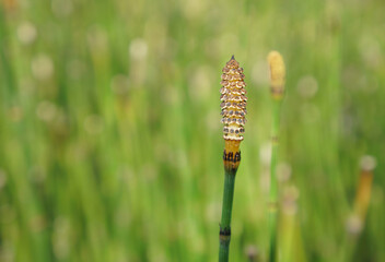 The beautiful Equisetum debile Roxb. ex Vaucher or the Horsetail plants in the garden.