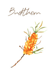 Watercolor botanic illustration with sea-buckthorn on white background. Hand drawn food collection with berries. Perfect for cosmetics and perfumes, culinary books, magazines, textiles.