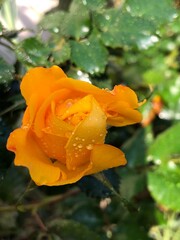 yellow rose with water drops