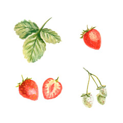 Watercolor botanic illustration with strawberries and leaves on white background. Hand drawn food collection with berries. Perfect for cosmetics and perfumes, culinary books, magazines, textiles.