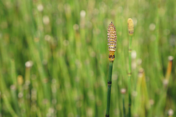 The beautiful Equisetum debile Roxb. ex Vaucher or the Horsetail plants in the garden