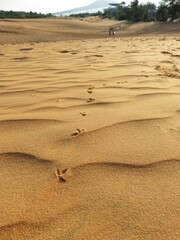Fototapeta na wymiar Traces dans le sable sur les dunes du Vietnam