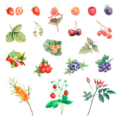 Watercolor set of botanic illustrations with berries on white background. Hand drawn food collection with berries. Perfect for cosmetics and perfumes, culinary books, magazines, textiles.