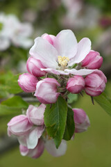 Crabapple blossom, Sussex, England, United Kingdom, Europe