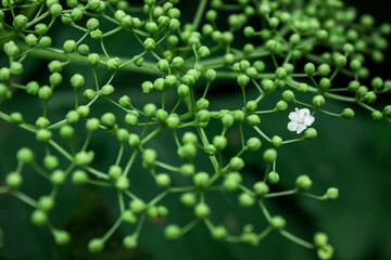 a branch of blooming elderberry with white small flowers on a green deciduous background. macro...