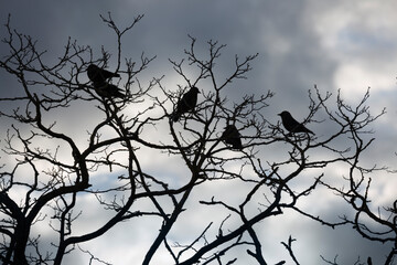 Fototapeta na wymiar Jackdaws perched on gnarled tree branches against grey sky, Cotswolds, Gloucestershire, England, United Kingdom, Europe