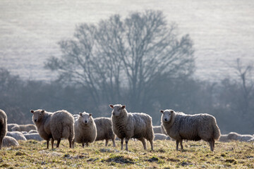 Obraz premium Flock of sheep on frosty morning, near Burford, Cotswolds, Oxfordshire, England, United Kingdom, Europe