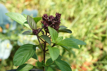 Obraz premium Sweet basil, Thai basil (Ocimum basilicum Linn.) on nature background. Leaf essential oils contain Ocimine, alpha-pinene, 1,8-cineole, eucalyptol, linalool, geraniol, limonene, eugenol.