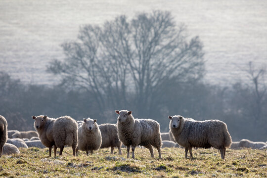 Flock of sheep on frosty morning, near Burford, Cotswolds, Oxfordshire, England, United Kingdom, Europe