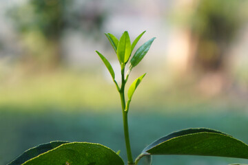 Young shoots of a Lime tree are growing in the natural background, with selected focus and blur background. Citrus aurantiifolia (Christm.) Swingle
