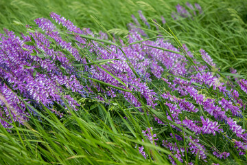 purple wildflowers for bee pollination and honey production. meadow with green grass and abundant flowering