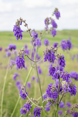 purple wildflowers for bee pollination and honey production. meadow with green grass and abundant flowering