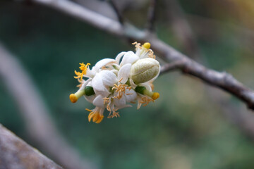 Lime (Citrus aurantiifolia) blossom flower in the natural background.