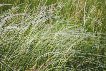 green field grass spikelets develop in the wind
