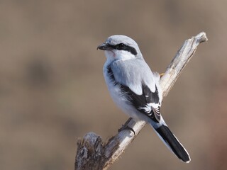 great grey shrike (Lanius excubitor)