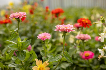 Many beauty flowers, yellow daisy close-up. Shallow depth-of-field