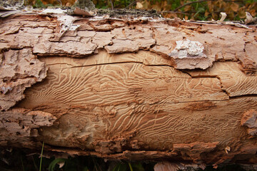Bark beetle gallery engraving the tree trunk, close-up