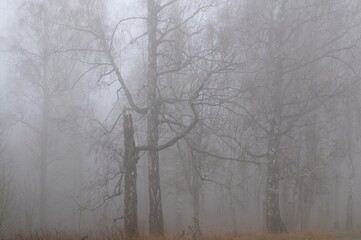 Autumn fog in a birch grove, leaf fall.