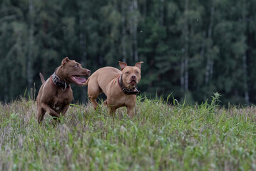 Two pit bull terriers are running in a field not far from the forest.