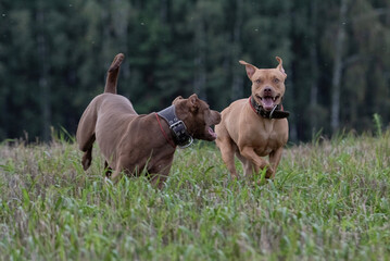 Two pit bull terriers are running in a field not far from the forest.