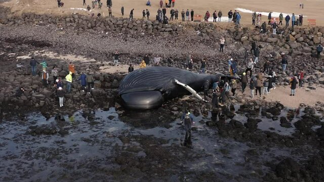Swollen Humpback whale carcass on rocky shore of Iceland surrounded by people