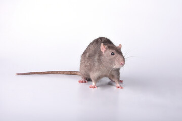 A brown wild breed rat on a white background in the studio runs forward