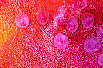 Epoxy resin paint with red, pink, orange and white colors. Fluid background with splashes and swirls. Abstract frozen artwork with splatter inks. Vibrant colors mixes on macrophotography poster.