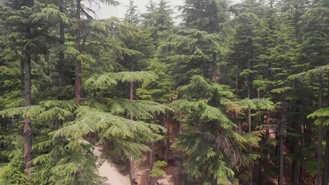 Aerial View Of Lush USHU Forest Trees In Kalam Valley In Pakistan. Pedestal Up