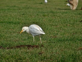Un  héron garde-bœuf.