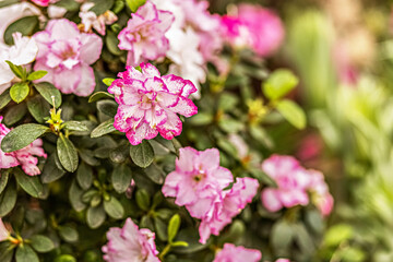 Background from pink rhododendron flowers. Spring bloom