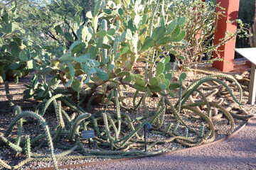 Arizona USA Colorado, cactus tangle